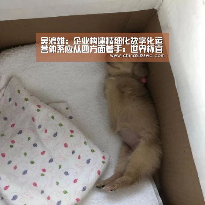比赛直播