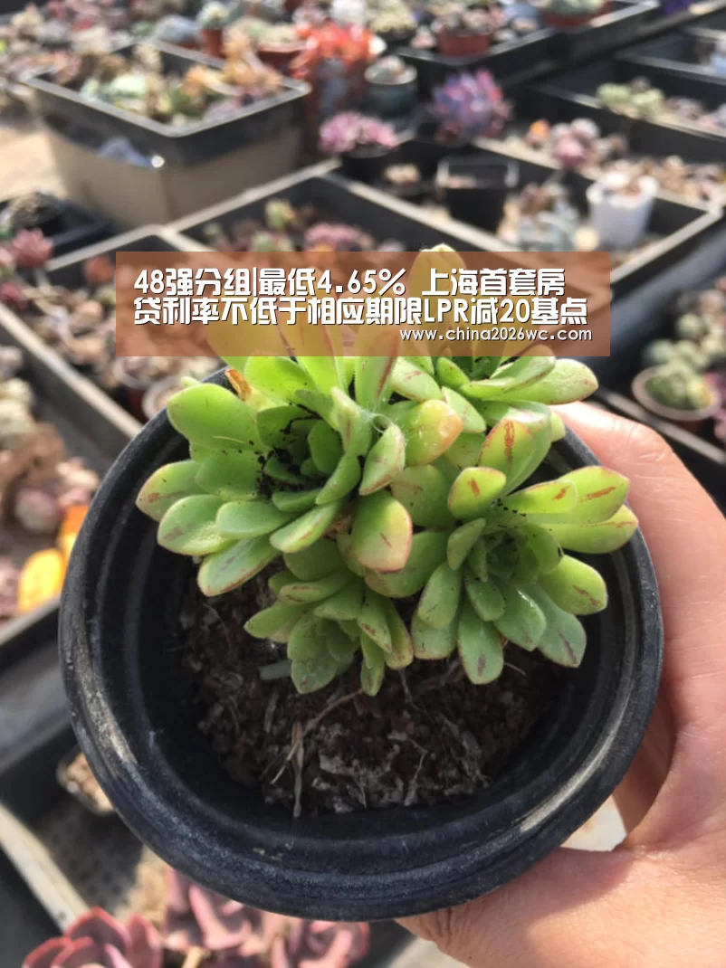 48强分组